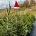 Smrek obyčajný (Picea abies) - výška 160-180 cm, kont. C25L